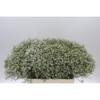 Freshy Limonium Statice Sinuata “Senecio Tip Top” | Colour: White | Length ± 60 centimetre | Per 25 stems fresh flowers