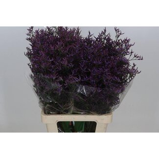 Freshy Limonium Safora “Dark Blue” | Colour: Blue | Length ± 70 centimetre | Per 25 stems fresh flowers
