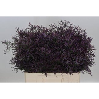 Freshy Limonium Safora “Dark Blue” | Kleur: Blauw | Lengte ± 60 centimeter | Per 25 stelen verse bloemen