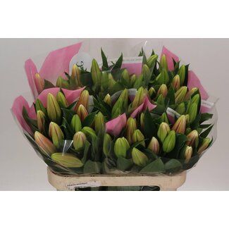Freshy Lelie Oriental Aqua “Marlon” | Kleur: Roze | Lengte ± 80 centimeter | Per 20 stelen verse bloemen