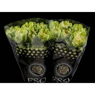 Freshy Grootbloemige Roos “Veggie” | Kleur: Groen | Lengte ± 50 centimeter | Herkomst Ecuador | Per 20 verse rozen