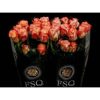 Freshy Large-flowered Rose “Cabaret” | Colour: White Orange | Length ± 60 centimeter | Origin Ecuador | Per 20 fresh roses