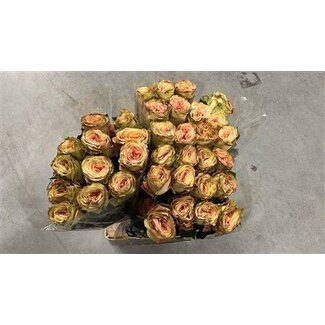 Freshy Large-flowered Rose “Funky Soul” | Colour: Mixed Colours | Length ± 40 centimetre | Origin Ecuador | Per 20 fresh roses