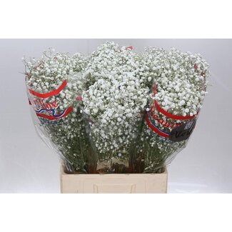Freshy Gypsophila Paniculata Baby's breath “Xlence” | Colour: White | Length ± 70 centimeter | Per 25 stems fresh flowers