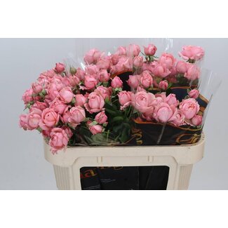 Freshy Rose en bouquet “Julietta” | Couleur: Rose | Longueur ± 70 centimeter | Par 15 roses fraîches