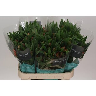 Freshy Alstroemeria “Estee” | Farbe: Rot | Länge ± 75 centimeter | Pro 10 Stiele frische Blumen