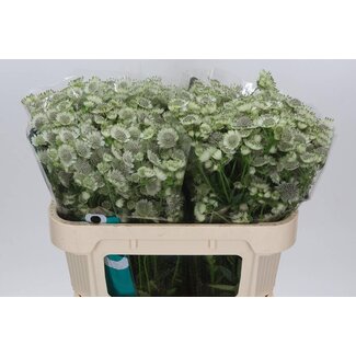 Freshy Astrantia Zeeuws Knoopje “Billion Star XL” | Kleur: Wit | Lengte ± 70 centimeter | Per 25 stelen verse bloemen