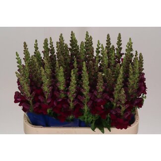 Freshy Antirrhinum Löwenmaul “Antibes Red” | Farbe: Rot | Länge ± 75 centimeter | Pro 10 Stiele frische Blumen