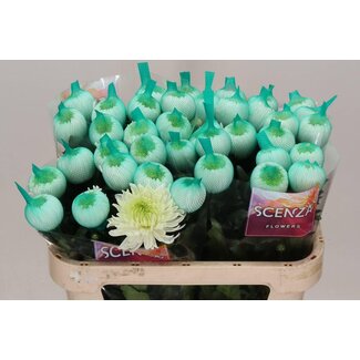 Freshy Deco Chrysanthemum Chrysant “Magnum” | Kleur: Wit | Lengte ± 70 centimeter | Per 20 verse bloemen