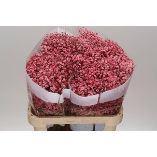 Freshy Gypsophila Gipskruid “Rood” Kleurbehandeld | Kleur: Rood | Lengte ± 75 centimeter | Per 25 stelen verse bloemen
