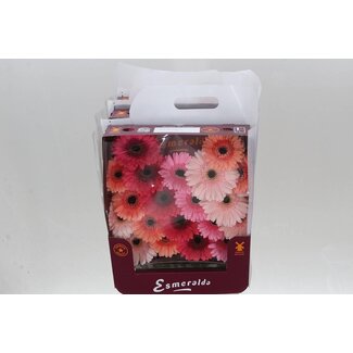 Freshy Germini Mini-Gerbera Aqua “Mix Monaco” | Farbe: Gemischte Farben | Länge ± 45 centimeter | Pro 20 frische Blumen