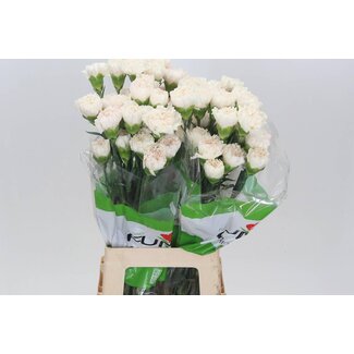 Freshy Carnation Funza Long “Moon Golem” | Colour: White | Length ± 70 centimetre | Per 20 fresh flowers