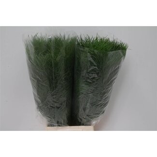 Freshy Asperge Corallo | Couleur: Vert | Longueur ± 60 centimeter | Par 5 bottes