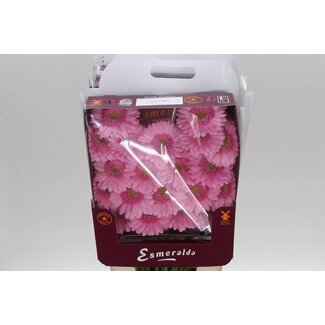 Freshy Germini Mini-Gerbera Aqua “Kimsey” | Farbe: Rosa | Länge ± 45 centimeter | Pro 20 frische Blumen