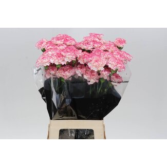 Freshy Long Carnation “Komachi” | Colour: White Pink | Length ± 70 centimetre | Per 20 fresh flowers