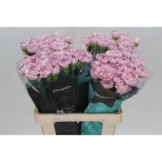 Freshy Œillet hollandais “Yukari” | Couleur: Rose | Longueur ± 60 centimeter | Par 20 fleurs fraîches
