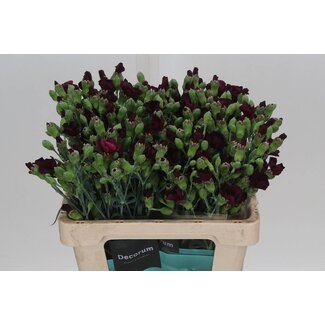 Freshy Single-flowered Dutch spray carnation “Solomio Dua” | Colour: Red | Length ± 60 centimetre | Per 30 fresh flowers