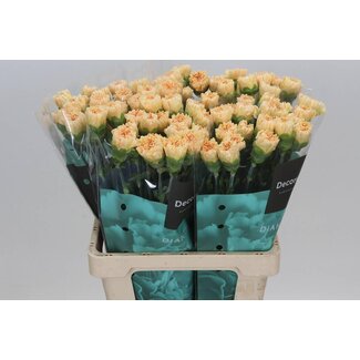Freshy Holländische Nelke “Crimea” | Farbe: Gelb | Länge ± 60 centimeter | Pro 20 frische Blumen