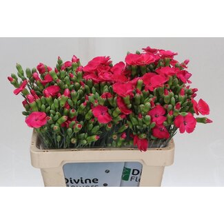 Freshy Enkelbloemige Hollandse Trosanjer “Solomio Imre” | Kleur: Roze | Lengte ± 60 centimeter | Per 30 verse bloemen