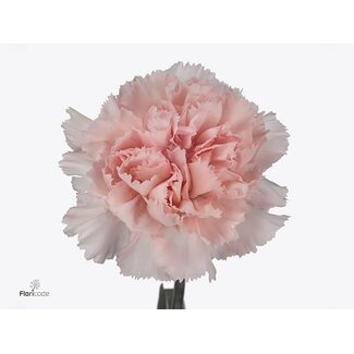 Freshy Dutch carnation “Maruchi” | Colour: Pink | Length ± 60 centimetre | Per 20 fresh flowers