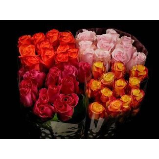Freshy Rose à grandes fleurs “Zz Assorted” | Couleur: Couleurs mélangées | Longueur ± 40 centimeter | Origine Ecuador | Par 20 roses fraîches
