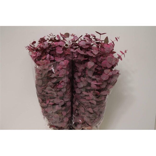 Eucalyptus Cinerea Coloré “Rose” | Couleur: Couleurs mélangées | Longueur ± 70 centimeter | Par 5 bottes