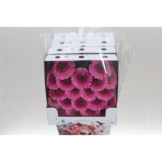Freshy Germini Mini Gerberas Pomponi Aqua “Janou” | Colour: Pink | Length ± 50 centimeter | Per 20 fresh flowers