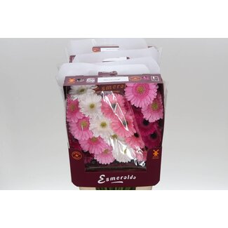 Freshy Germini Mini gerberas Aqua “Mix Lollipop” | Colour: Mixed Colours | Length ± 45 centimetre | Per 20 fresh flowers