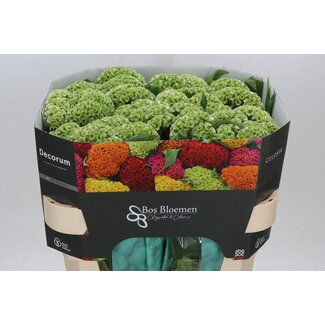 Freshy Celosia Cristata “Act Verda” | Farbe: Grün | Länge ± 72 centimeter | Pro 10 frische Blumen