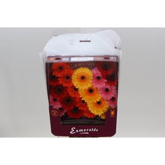 Freshy Germini Mini Gerberas Aqua “Mix Basis” | Farbe: Gemischte Farben | Länge ± 45 centimeter | Pro 20 frische Blumen