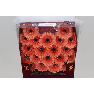 Freshy Germini Mini Gerberas Aqua “Cookie N Cream” | Colour: Orange | Length ± 45 centimetre | Per 20 fresh flowers