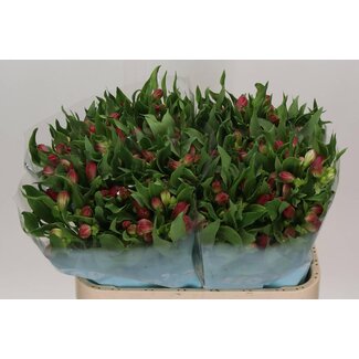 Freshy Alstroemeria “Rome” | Farbe: Rosa | Länge ± 75 centimeter | Pro 10 Stielen frische Blumen