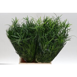Freshy Asparagus Falcatus | Farbe: Grün | Länge ± 45 centimeter | Pro 50 Stiele frische Blumen
