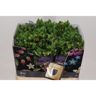 Freshy Alstroemeria Fl “Coral” | Farbe: Orange | Länge ± 75 centimeter | Pro 10 Stiele frische Blumen