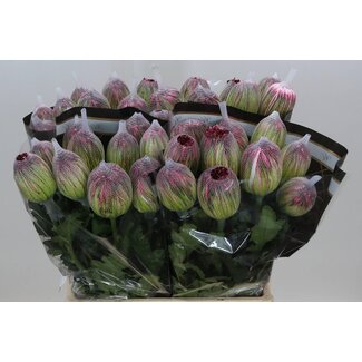 Freshy Deco Chrysanthemum Chrysant Hortensia “Stravina” | Kleur: Gemengde Kleuren | Lengte ± 65 centimeter | Per 10 verse bloemen