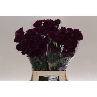 Freshy Lange Nelke “Fl Moontea” | Farbe: Lila | Länge ± 70 centimeter | Pro 20 frische Blumen