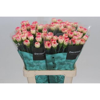Freshy Hollandse Anjer “Spritz” | Kleur: Geel Roze | Lengte ± 60 centimeter | Per 20 verse bloemen