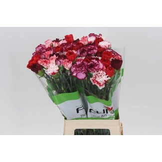 Freshy Oeillet long “Funza Rainbow Red” | Couleur: Couleurs Mélangées | Longueur ± 70 centimeter | Par 20 fleurs fraîches