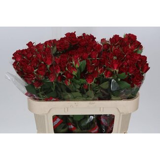 Freshy Spray rose “Dominica” | Colour: Red | Length ± 70 centimetre | Per 10 fresh roses