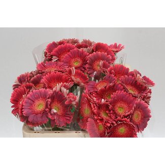 Freshy Germini Aqua “Bizar” | Colour: Cherry-coloured | Length ± 50 centimetre | Per 20 fresh flowers