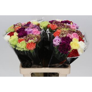 Freshy Long Carnation “Mix Standard” | Colour: Mixed Colours | Length ± 65 centimetre | Per 20 fresh flowers