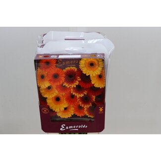 Freshy Germini Mini Gerberas Aqua “Mix Orangina” | Farbe: Gemischte Farben | Länge ± 45 centimeter | Pro 20 frische Blumen