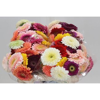 Freshy Germini Aqua Pomponi Mix Grower's Choice | Colour: Mixed Colours | Length ± 50 centimetre | Per 20 fresh flowers