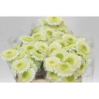 Freshy Germini Aqua Pomponi “Kermit” | Couleur: Vert | Longueur ± 50 centimètre | Par 20 fleurs fraîches