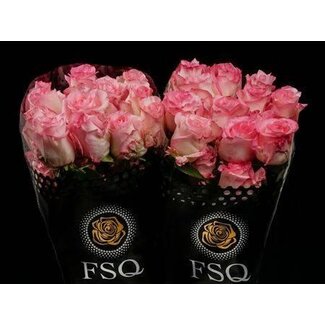 Freshy Rose à grandes fleurs “Boulevard” | Couleur: Rose | Longueur ± 50 centimeter | Origine Ecuador | Par 20 roses fraîches