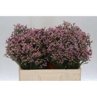 Freshy Limonium Statice Sinuata “Blush Diamond” | Colour: Pink | Length ± 55 centimetre | Per 25 stems fresh flowers