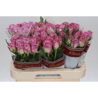 Freshy Roses “Thriller” | Colour: Purple | Length ± 60 centimetre | Per 20 roses