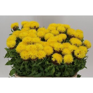 Freshy Centaurea Macrocephala Grote Centaurie | Kleur: Geel | Lengte ± 80 centimeter | Per 10 stelen verse bloemen