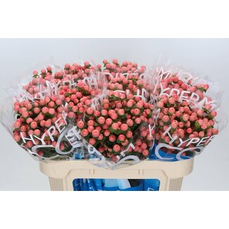 Freshy Hypericum Hertshooi “Coco Tiamo” | Kleur: Oranje | Lengte ± 70 centimeter | Per 20 verse bloemen
