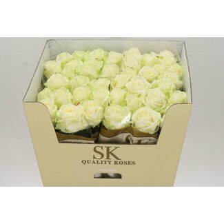 Freshy Rozen “Avalanche Koene White” | Kleur: Wit | Lengte ± 80 centimeter | Per 10 rozen